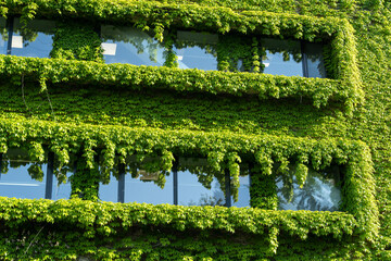 Green facade, eco house concept. Ivy covered building in Tbilisi Georgia. Vine creeper around window on facade house covered wild grape. 