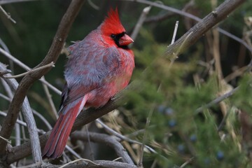 red cardinal in a tree