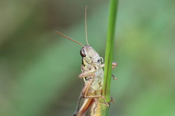 grasshopper on the grass