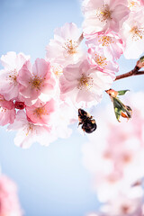 Delicate lush bloom of pink sakura flowers in the spring garden and a flying bumblebee.
