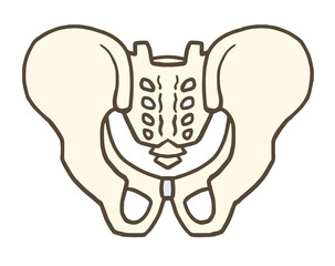 骨盤の後面、寛骨、仙骨、腸骨、恥骨、坐骨