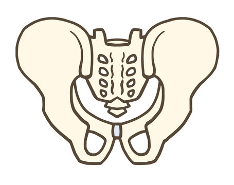 骨盤の後面、寛骨、仙骨、腸骨、恥骨、坐骨