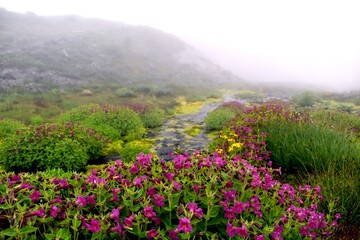 Fototapeta premium Paradise flower trails in Mount Rainier