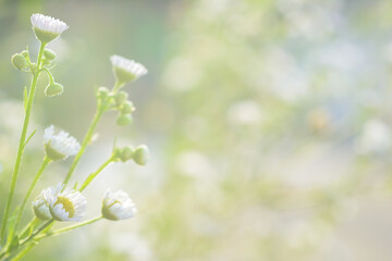 flowers on green background