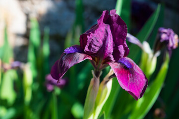 Detail of a blooming yellow flower Iris aphylla L