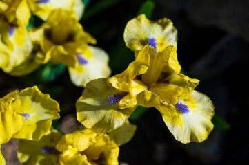 Detail of a blooming yellow flower Iris grant-duffii Baker