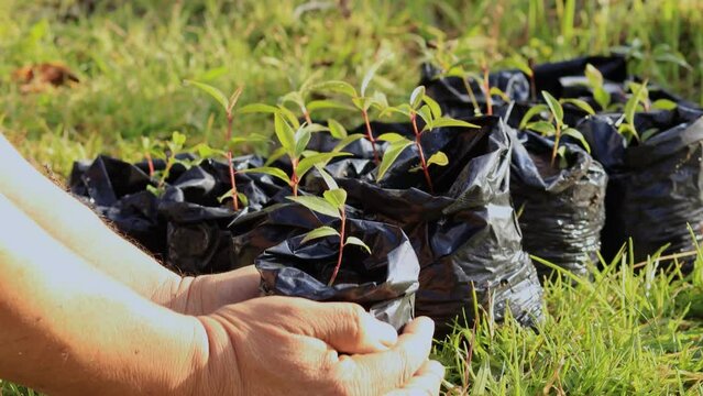 manos cultivando arboles pequeños germinados en vivero forestal