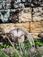 butterfly on the ground