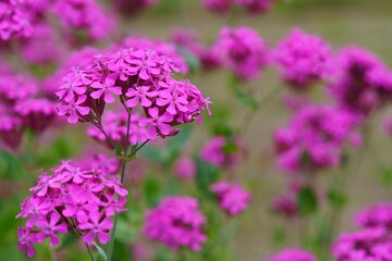 ピンクに咲き誇るナデシコの花