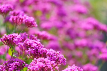 ピンクに咲き誇るナデシコの花