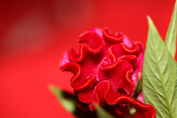 Naklejka premium Red flower blossom close up celosia argentea family amaranthaceae botanical background high quality big size print