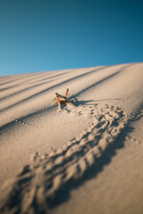Grasshopper on the sand dunes. 