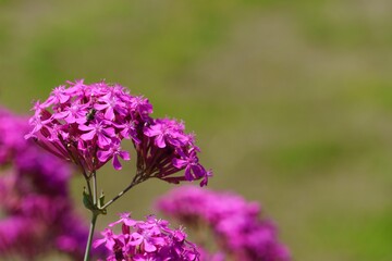 ピンクに咲き誇るナデシコの花