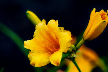 A close up of a stella daylily with a dark background.