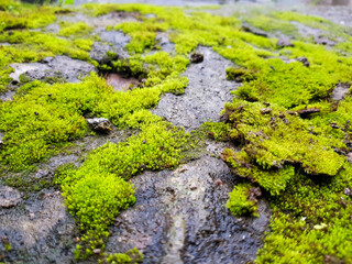 moss on the stone