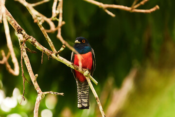 Male Trogon curucui bird perching in a tree in the central jungle of Peru. Chanchamayo, La Merced