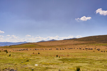 Sheep in front of house, in the countryside with mountains, Ticlio, Peru