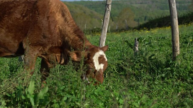 dairy and beef cows grazing on pasture. images of simmental and charolais cows eating grass