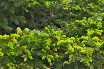 A magnificent, fluffy spruce with young green shoots in the rays of the sun