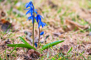 Siberian squill, wood squill, Scilla siberica meadow plant with blue blossom in grass. Spring flower background