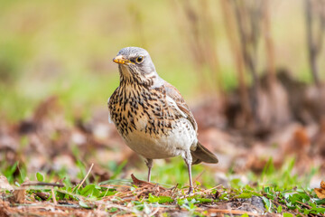 Fieldfare, Turdus pilaris, on a sprng lawn.