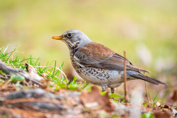 Fototapeta premium Fieldfare, Turdus pilaris, on a sprng lawn.