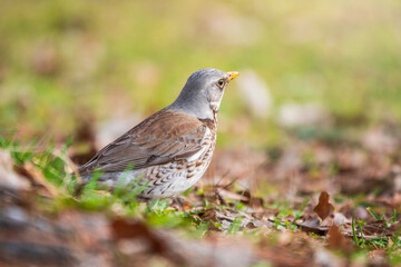 Fieldfare, Turdus pilaris, on a sprng lawn.