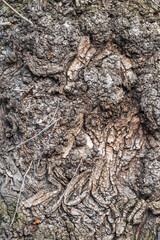 Poplar tree bark with wooden texture nature background