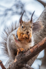 Obraz premium The squirrel with nut sits on a branches in the spring or summer.