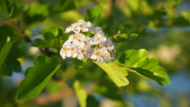 Close-up of hawthorn flowers being blown by the wind
