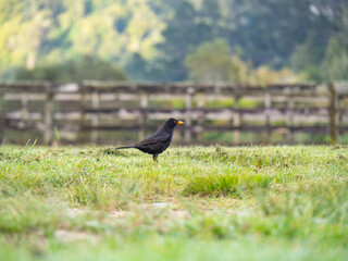Blackbird in New Zealand