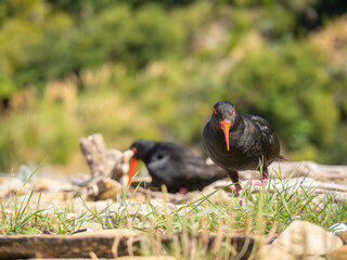 Pair of nesting oystercatchers on beach 