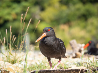 Oystercatcher close up by grass