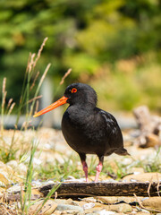 Oystercatcher close up with grass
