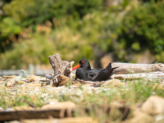Nesting oyster catcher bird