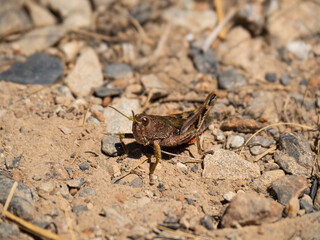 grasshopper on the ground