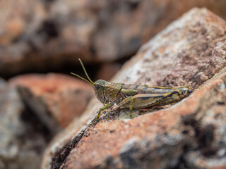 Alpine grasshopper on rock on top of mountain