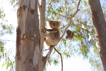 Koala 