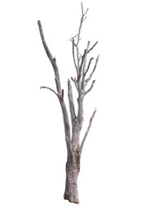 dead tree or Dry tree branches isolate on white background