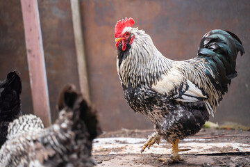 A stern serious rooster looks at the camera and stands on one paw close-up