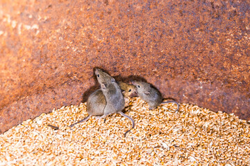 Family of house mice in wheat storage