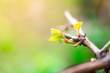 Young grape leaves in dew drops close-up. Waking up the vineyard after winter