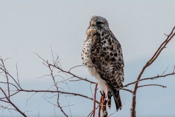 Rough-Legged Hawk, Bear River Migratory Bird Refuge