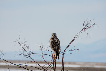Rough-Legged Hawk, Bear River Migratory Bird Refuge