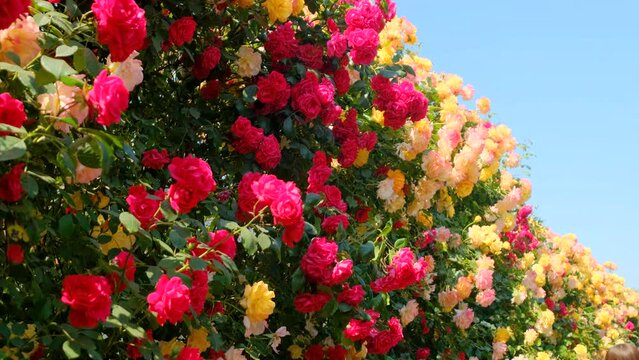 Walk along a wall full of colorful roses. Jeju island.
