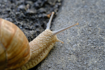 snail on the road