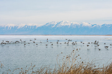 Birds in Flight, bear river migratory bird refuge