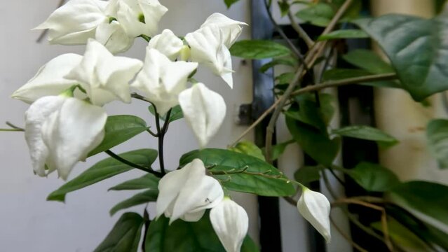 Glory bower or Bleeding-heart vine flower plant has ivory white flowers, green leaves with vines