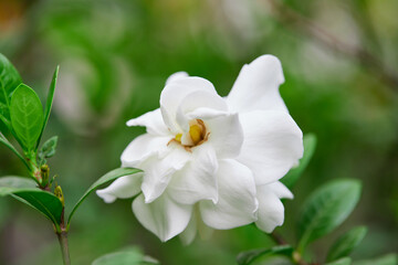 Fototapeta na wymiar Close-up of white gardenia jasminoides flower blooming in the garden 