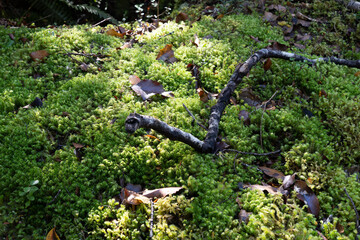 Ground covering bright green moss on forest floor